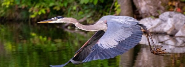 Are Blue Herons Territorial: Everything You Need To Know!