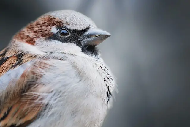 house sparrows