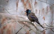 How to Get Rid of Grackles in Trees