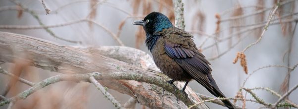 How to Get Rid of Grackles in Trees