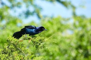 how to get rid of grackles in trees