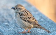 Are House Sparrows Bad? Everything You Need To Know!