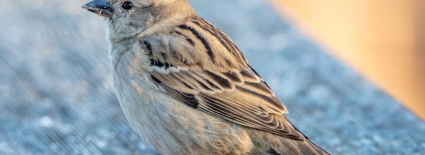 Are House Sparrows Bad? Everything You Need To Know!