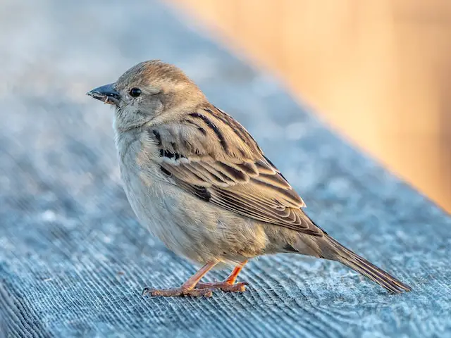 house sparrows