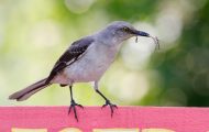 Are Mockingbirds Aggressive to Humans?