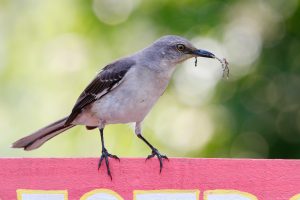 are mockingbirds aggressive to humans