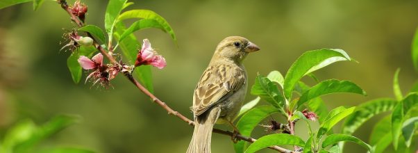 English Sparrow vs. House Sparrow: Two Names for the Same Bird Species