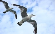 The Difference Between Male and Female Seagulls