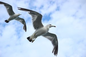 difference between male and female seagulls