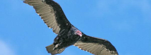 Are Turkey Vultures Dangerous to Humans?