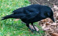 How to Get Rid Of Crows on My Lawn