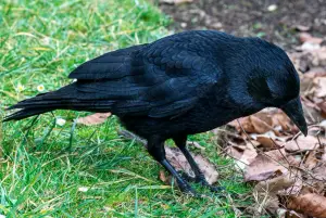 How to Get Rid Of Crows on My Lawn
