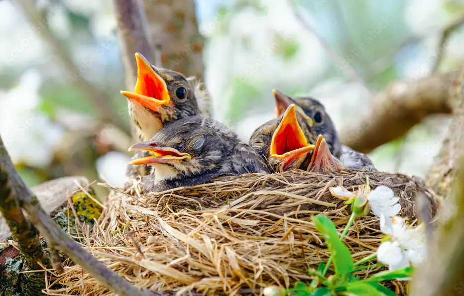 Bird Nest Deterrent
