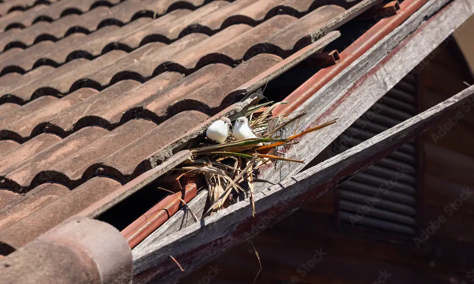 Bird Nest in Eaves
