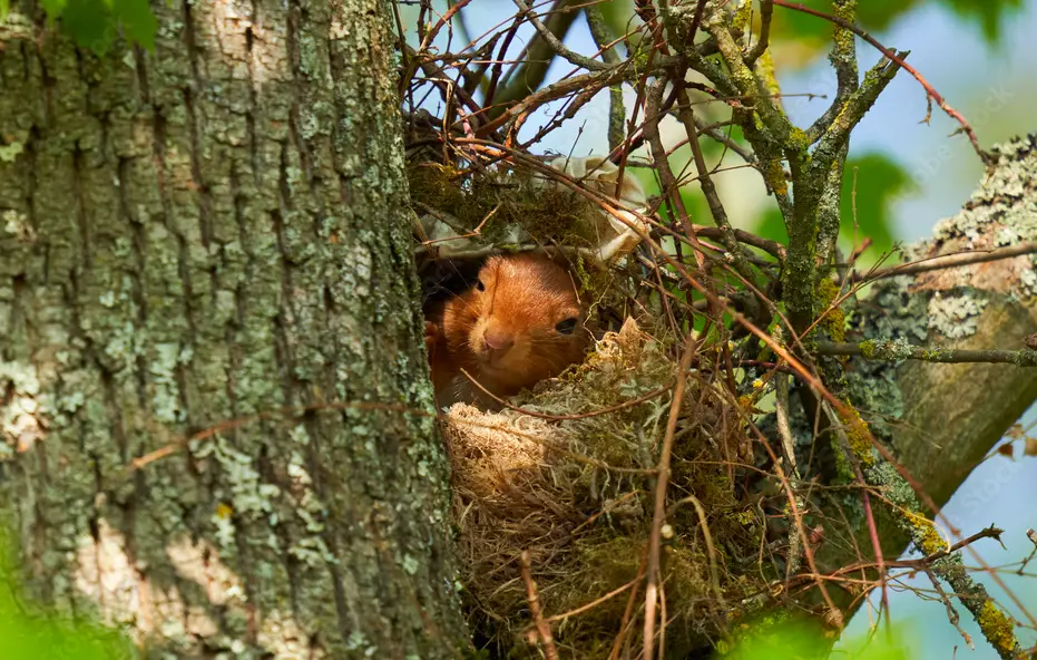 Squirrel Nest