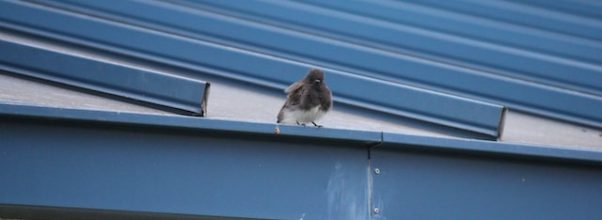 A Closer Look at Birds Nesting in Guttering: Nature’s High-Rise Homes