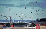 Why Do Seagulls Hang Out In Parking Lots?