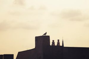 bird stuck in chimney who to call