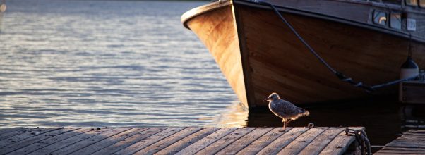 “Guarding Your Boat Dock: Strategies to Keep Birds Away”
